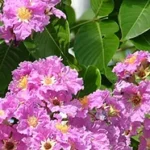 Banaba Leaves