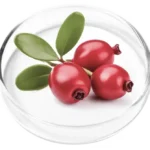 Bearberry