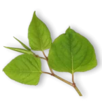 Itadori Extract