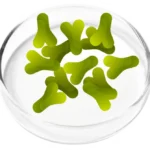 Lactobacillus Acidophilus