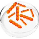 Lactobacillus Crispatus