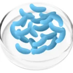 Lactobacillus Gaseri
