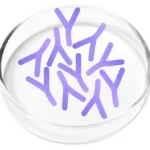 Lactobacillus Plantarum