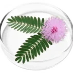 Mimosa Pudica