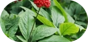 Panax Ginseng