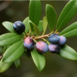 Pygeum Africanum