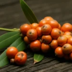 Saw Palmetto