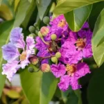 Banaba Leaf