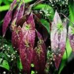 Epimedium Sagittatum
