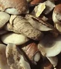 Irvingia gabonensis