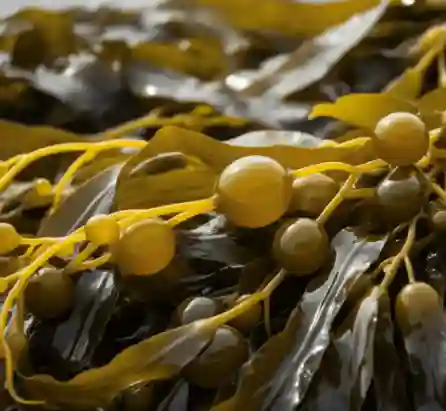 Kelp