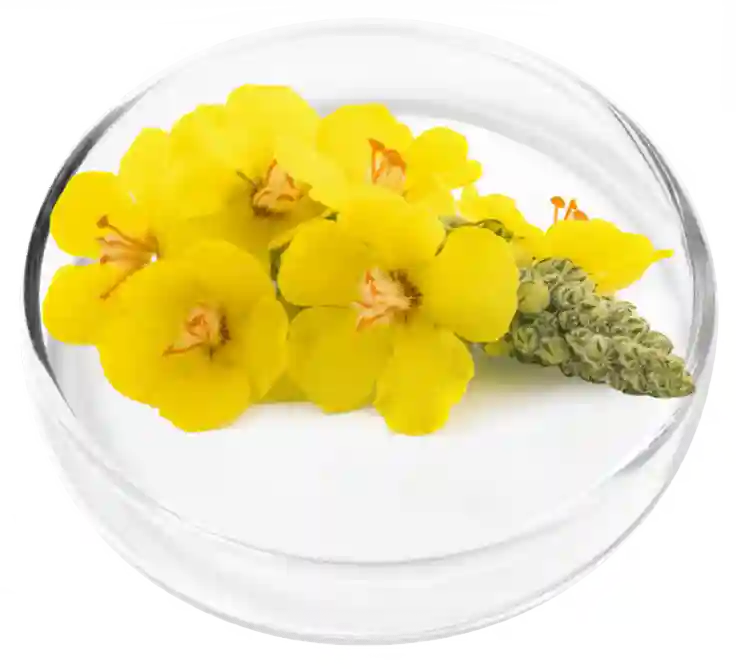 Mullein Extract