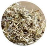 Nettle-root