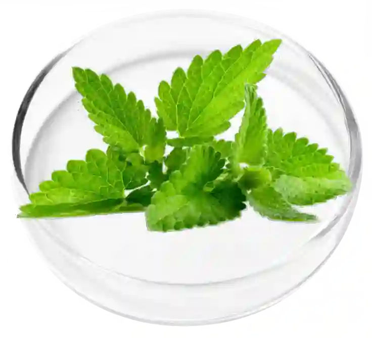 Peppermint Essential Oil