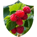 Red Raspberry