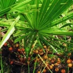 Saw Palmetto