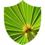 Saw Palmetto
