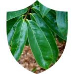 Soursop