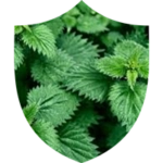Stinging Nettle