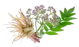 Valerian Root