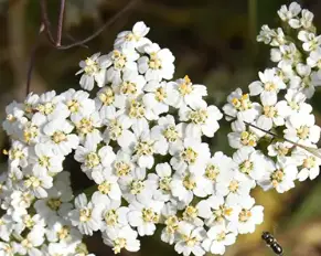 Yarrow Flower