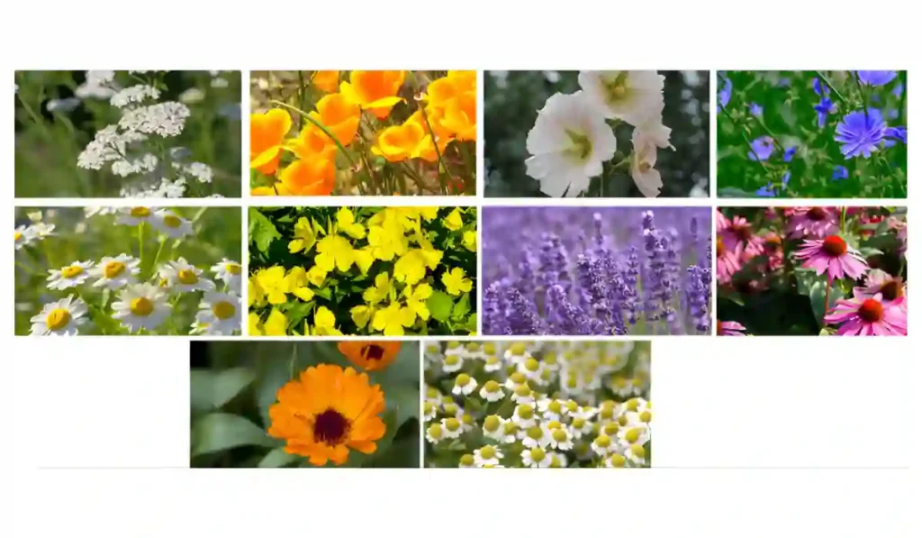 Medicinal Garden Kit