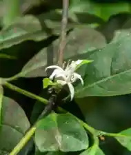 PrimalTRT Ingredient1