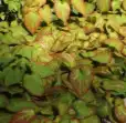 PrimalTRT Ingredient2
